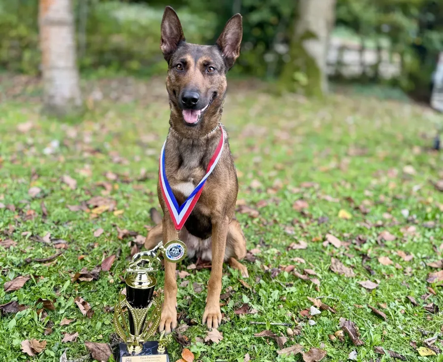 Protection dog competition winner with award badge