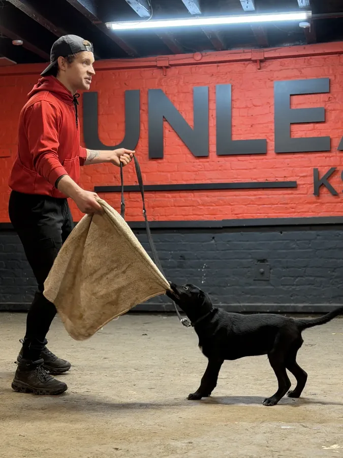 Protection dog puppy in training at Unleashed K9