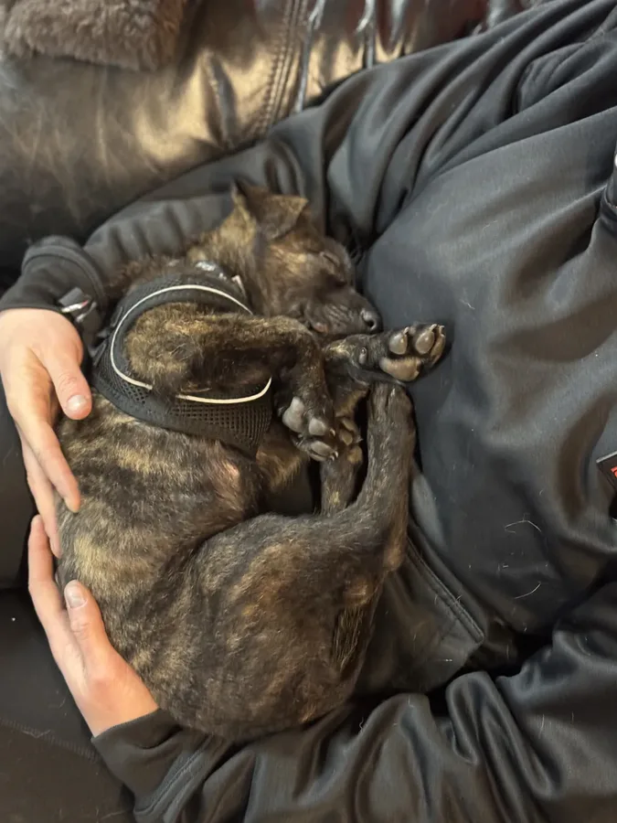 Puppy training session at Unleashed K9