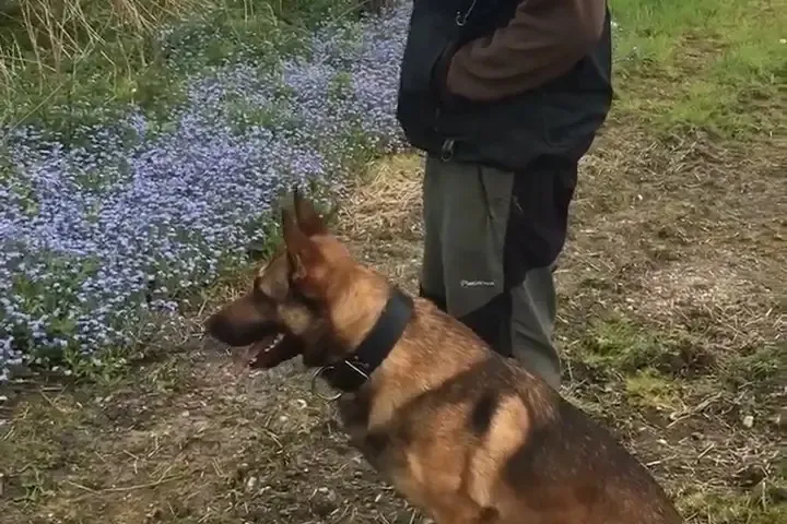 Dog and trainer working together