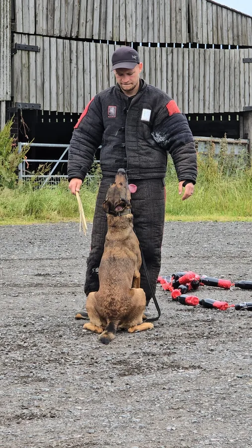Trained Malinois after obedience