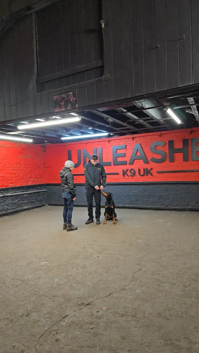Obedience training at Unleashed K9