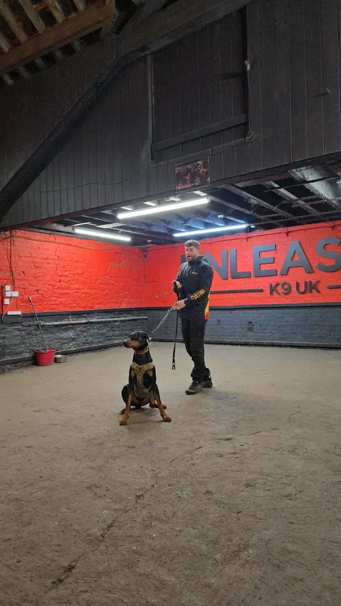 One-to-one separation anxiety training session