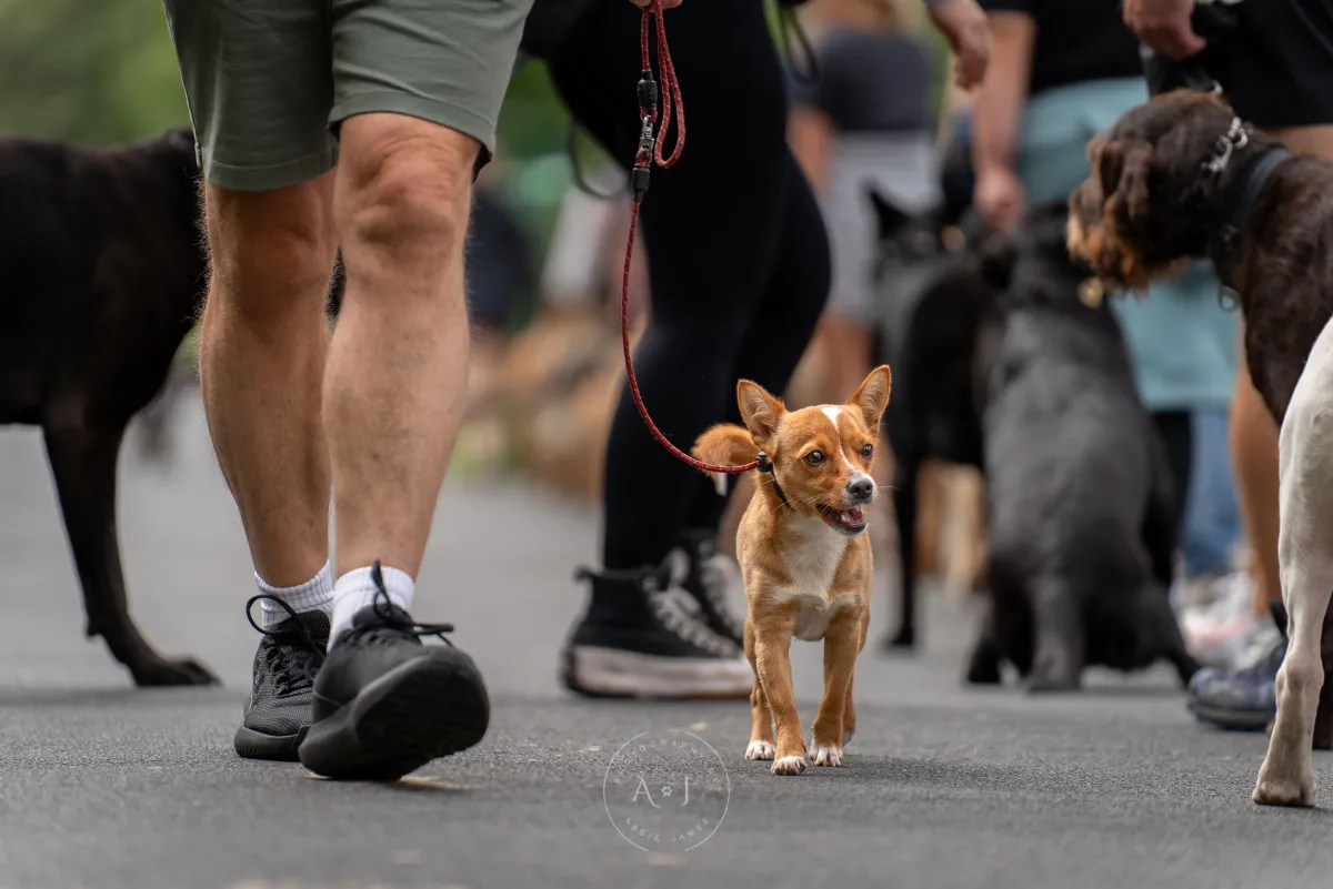 Pack walk training in the North West