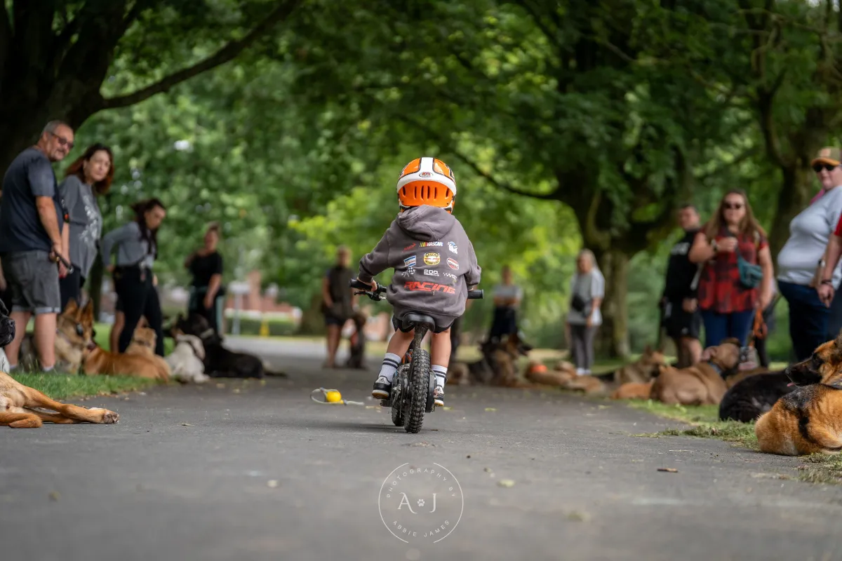 Dogs socialising in structured group environment