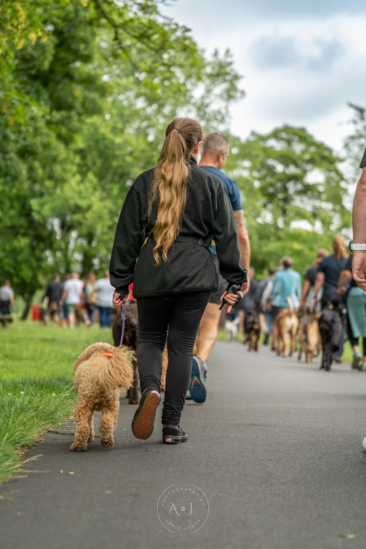 Dogs socialising during group session