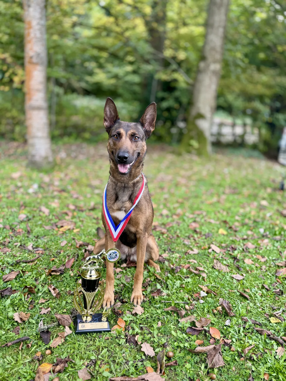 Personal protection dog training at Unleashed K9