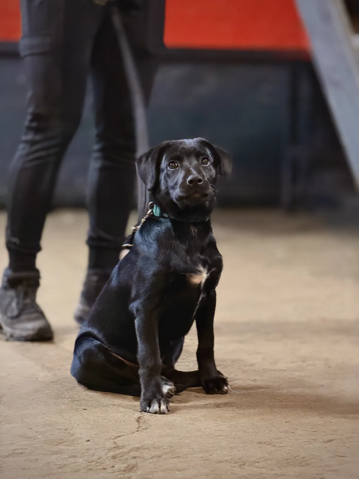 Scent work programme at Unleashed K9 facility