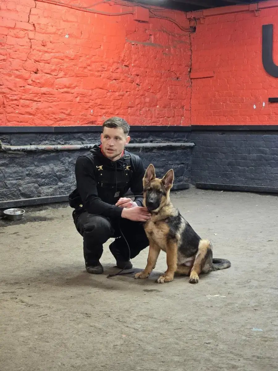 Puppy assessment at Unleashed K9 training facility