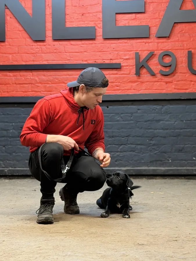Puppy training session at Unleashed K9